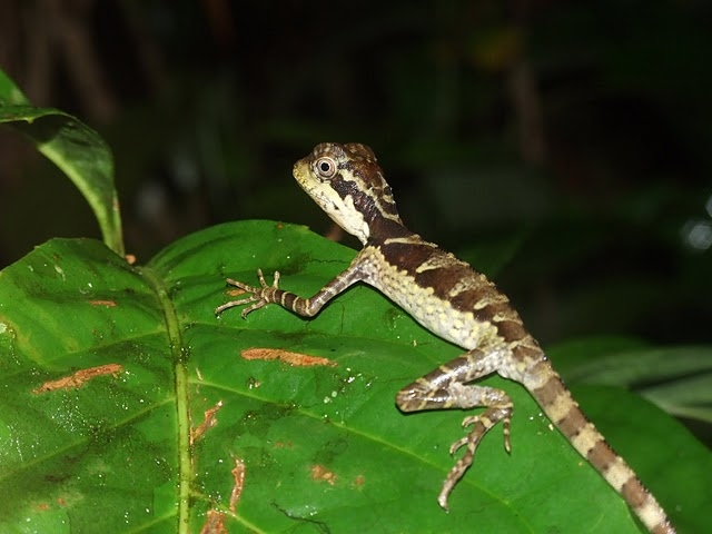 กิ้งก่าดงใหญ่ • Gonocephalus grandis 