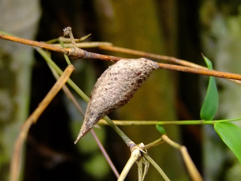 Ootheca ของตั๊กแตนตำข้าวอะไรซักอย่าง