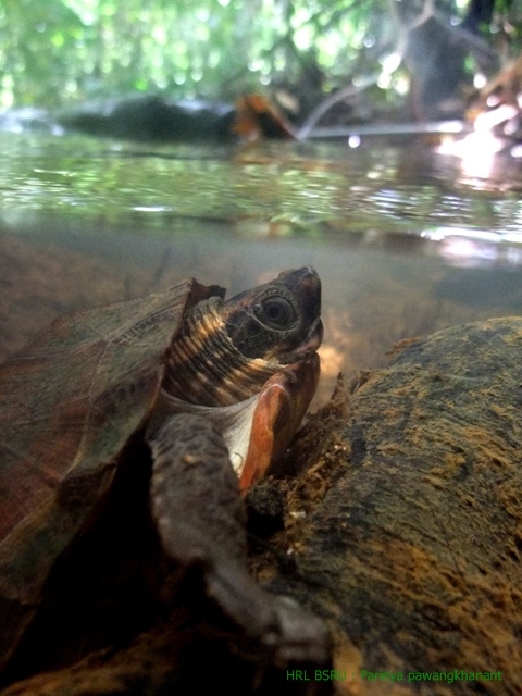 Malayan flat shelled turtle