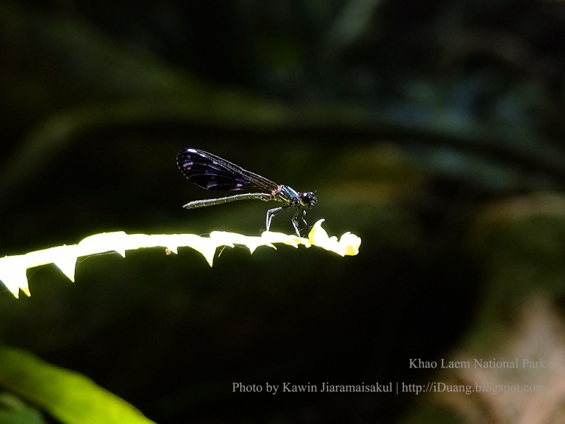 แมลงปอเข็มน้ำตกสั้นผู้ดำ Aristocypha fenestrella