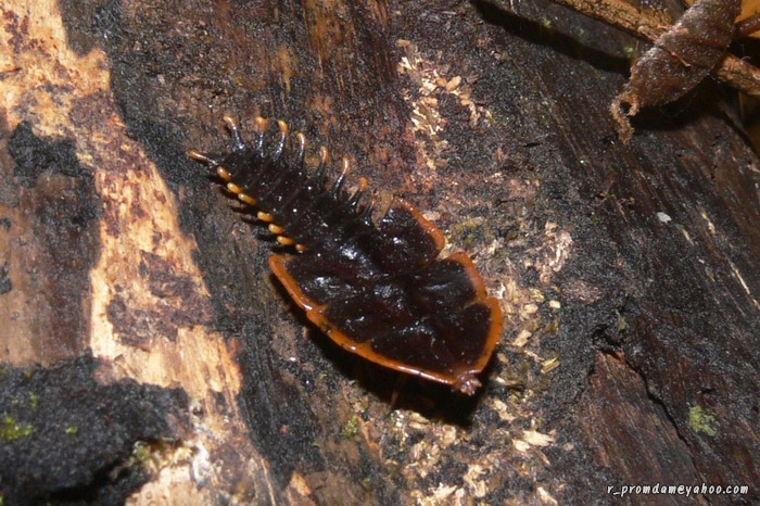 ด้วงไตรโลไบท์ (Trilobyte beetle)