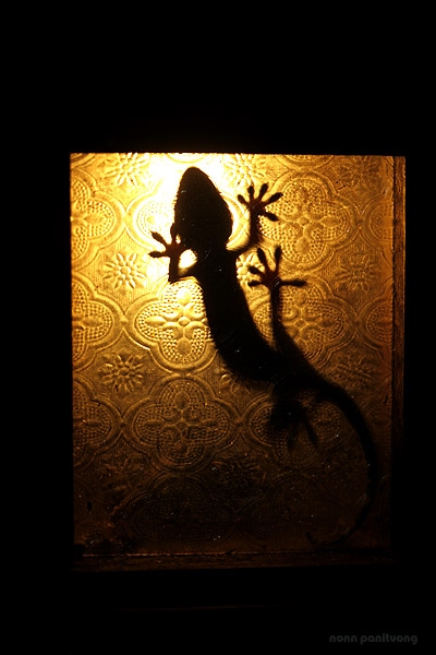 gecko.jpg