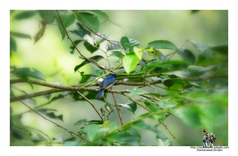 hainan-blue-flycatcher