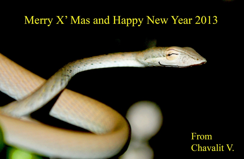 happy_snake_year2013.jpg
