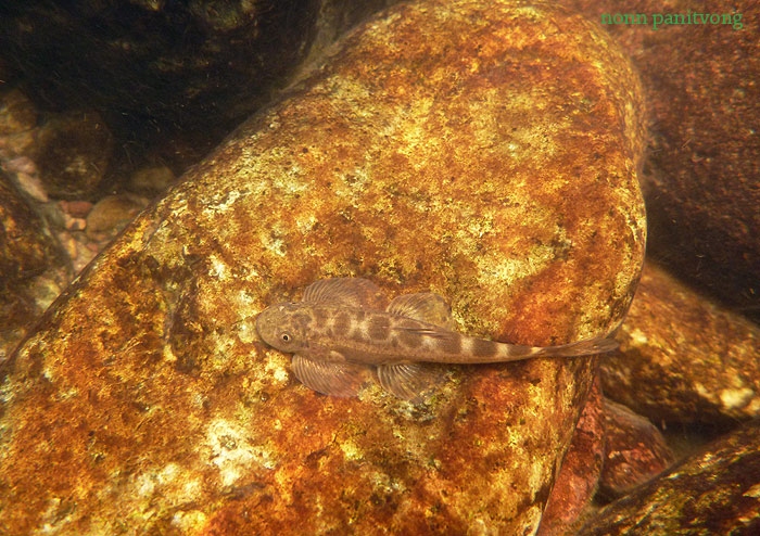 ปลาผีเสื้อน่าน Hemimyzon nanensis