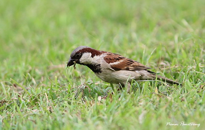 house_sparrow.jpg