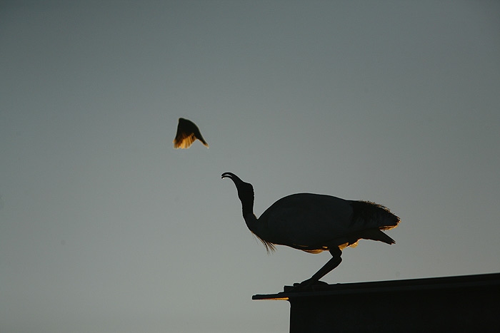 ibis2.jpg