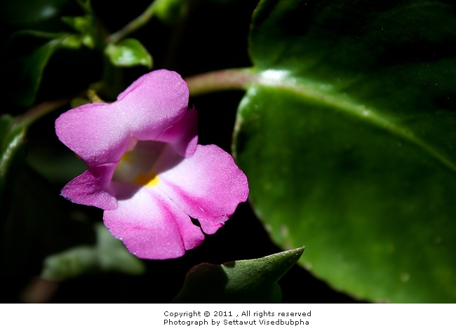 Impatiens balsamina