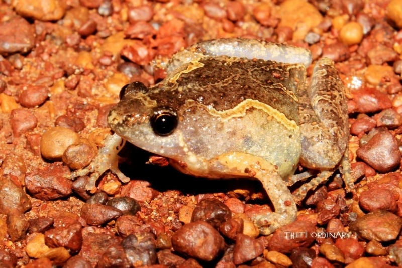 painted chorus frog