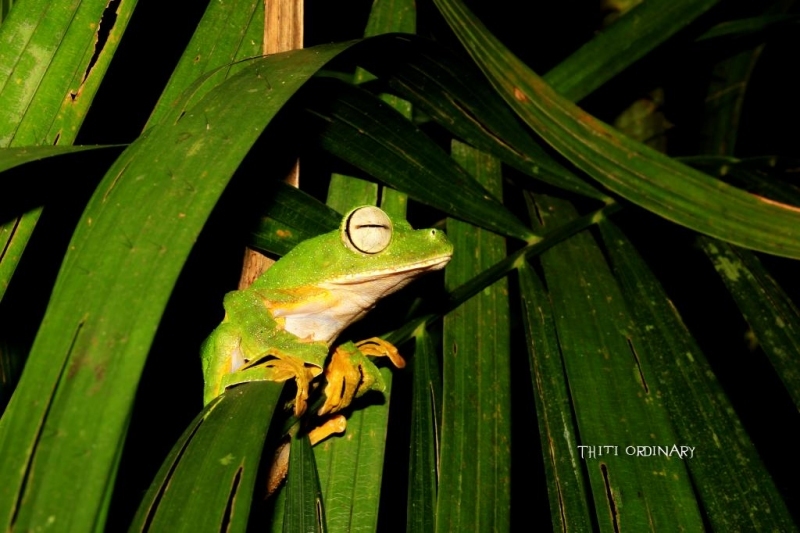 Wallace's flying frog 1