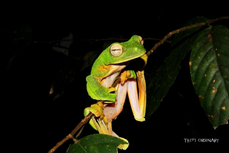 Wallace's flying frog 2