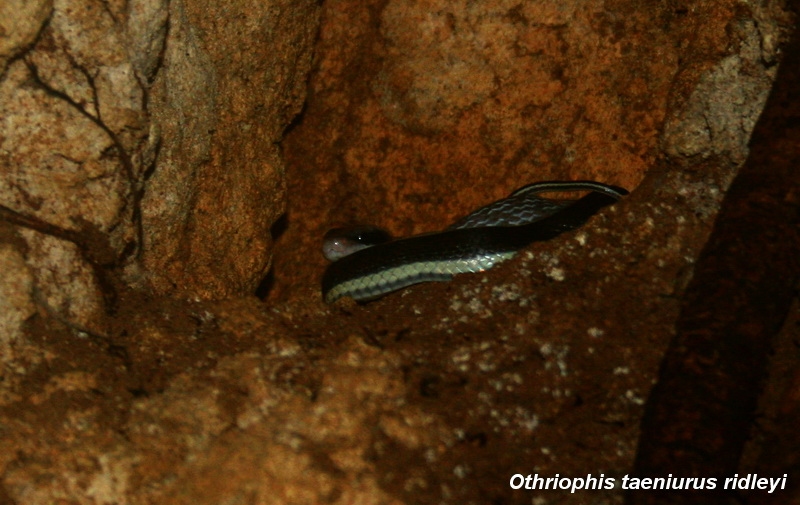 งูกาบหมากหางนิล (Orthriophis taeniurus ridleyi)