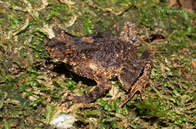 Slender-legged toad