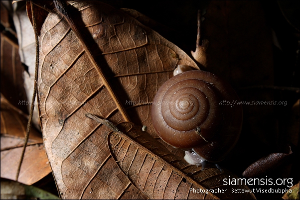 Snail