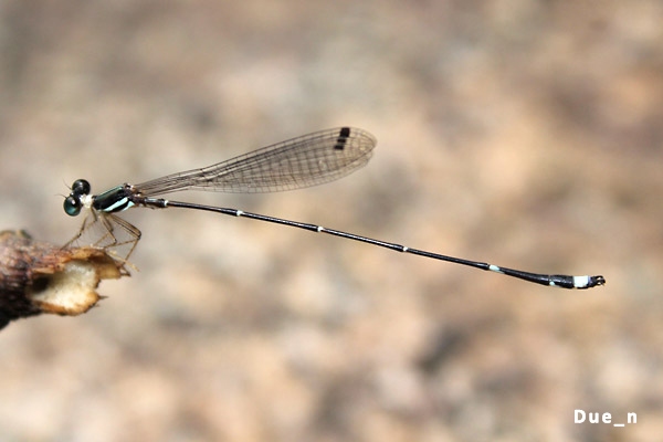 Protosticta khaosoidaoensis 