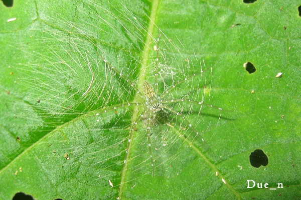 unknown-spider
