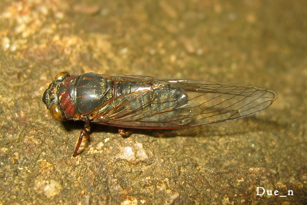 cicada2.jpg