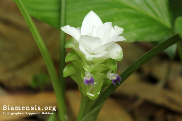 กระเจียวขาว Curcuma parviflora