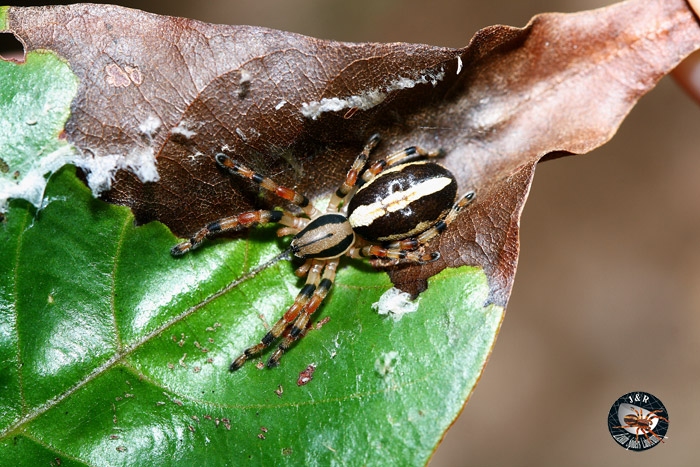 วัยอ่อนของแมงมุมลายแตงไท Storenomorpha sp. วงศ์ zodariidae