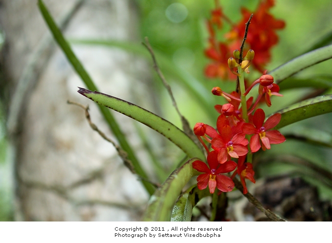 เข็มแดง Ascocentrum curvifolium