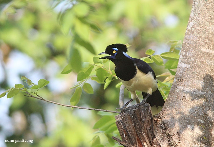 Plush-crested Jay (Cyanocorax chrysops) 