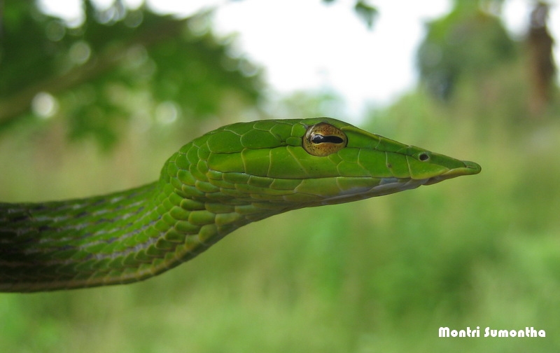 งูเขียวปากแหนบ