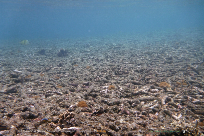 สภาพปะการังที่ตายราบบริเวณเกาะนางยวน ตายด้วยหลายสาเหตุ