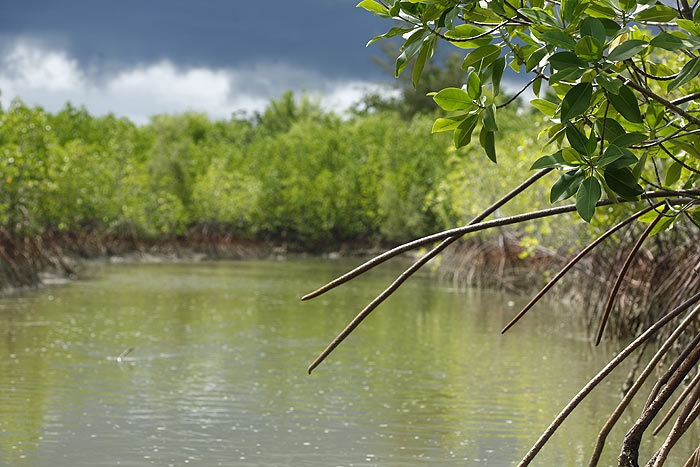 mangroove.jpg