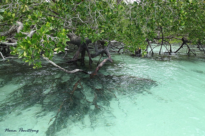 mangroove1.jpg