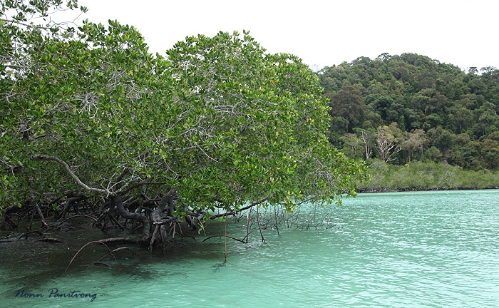 mangroove2.jpg