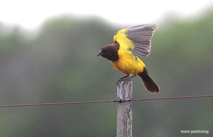Yellow-rumped Marshbird (Pseudoleistes guirahuro) 