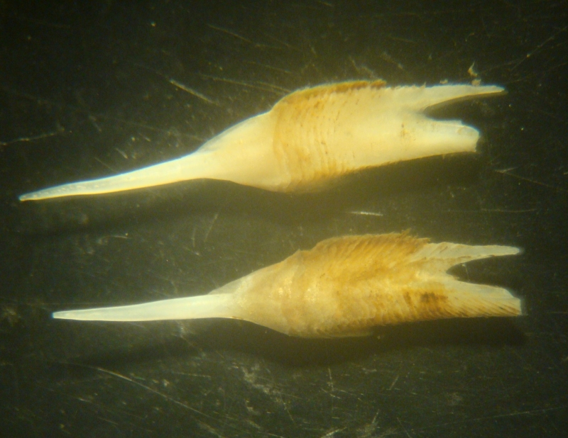 mollusca-teredinidae-pallets.jpg
