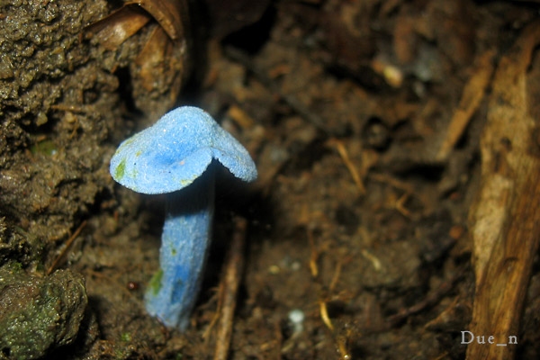 blue mushroom