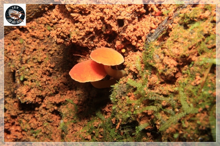 mushroom_5