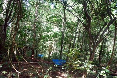 แปลงป่าที่เถาวัลย์เป็นปกติ ศึกษาเพื่อใช้เป็นชุดควบคุม