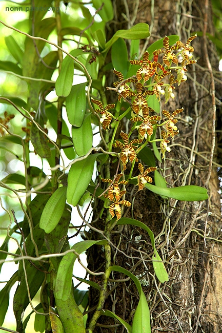 orchid2.jpg