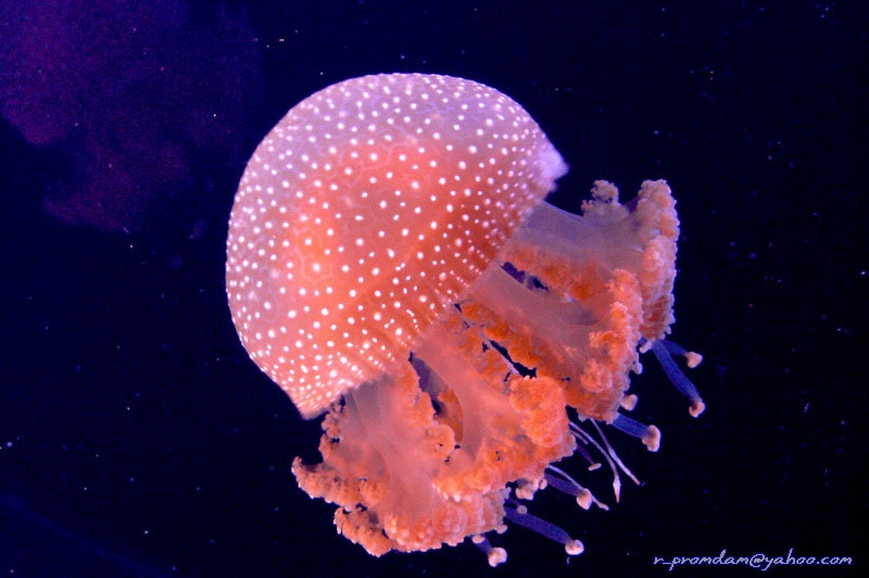 White-spotted jellyfish
