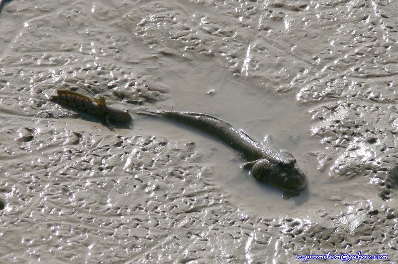 Mud skipper