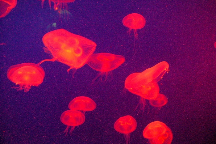 moon jellyfish (Aurelia sp.) เปิดไฟสีแจ๊ดมาก
