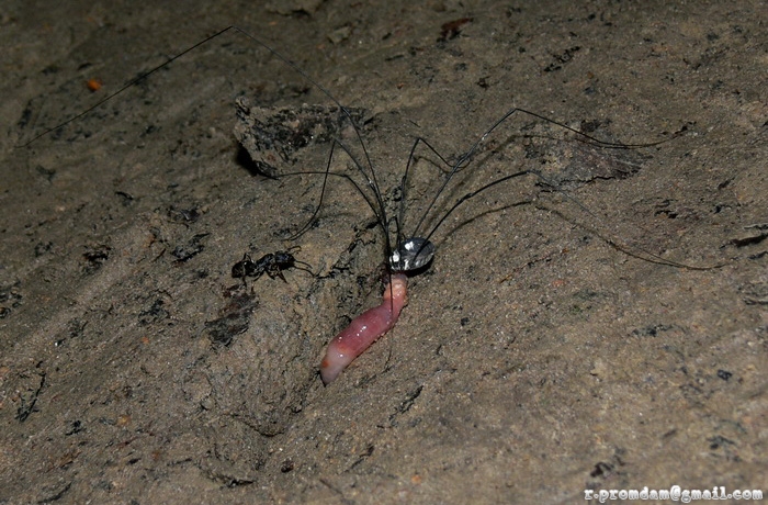 แมงโหย่ง ใช้ขาคู่หน้ายาวๆของมันสัมผัสหาอาหารแทนหนวด ไปเจอซากไส้เดือนเข้า