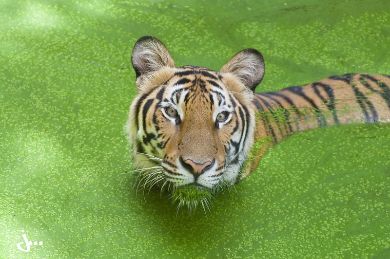 panthera  tigris  
