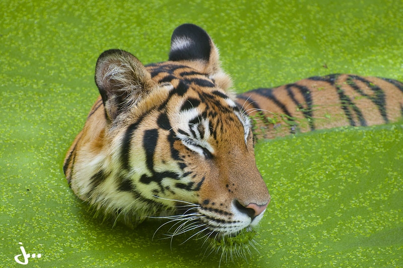 panthera tigris 