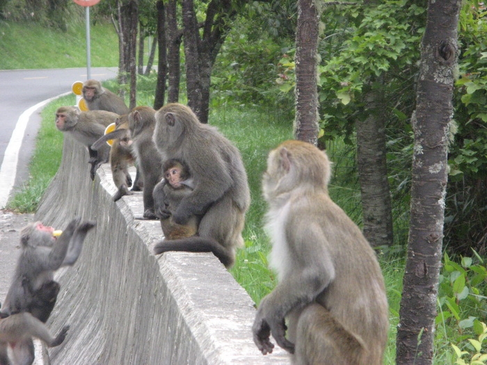 ฝูงลิงรออาหารจากนักท่องเที่ยว.jpg