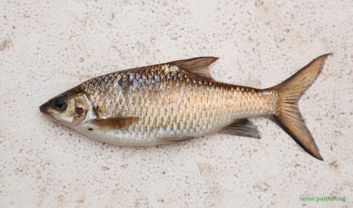 ปลาจาดสด ควักมาจากครัวชาวบ้าน ไม่ทราบว่าเป็น Poropuntius ชนิดใด?