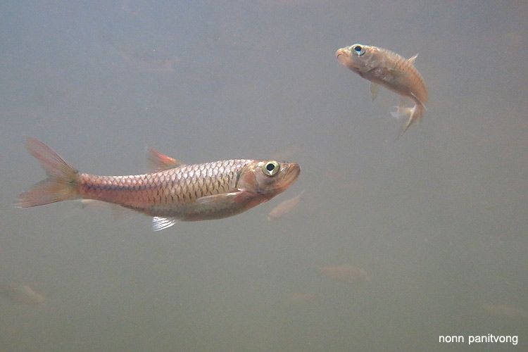 Rasbora atridorsalis