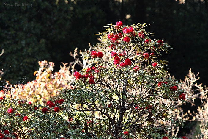 Rhododendron arboreum subsp. delavayi