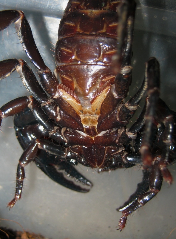scorpion11.jpg