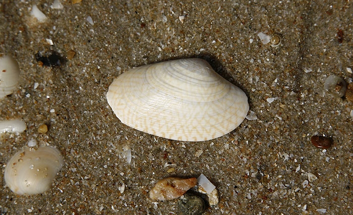 shell13.jpg