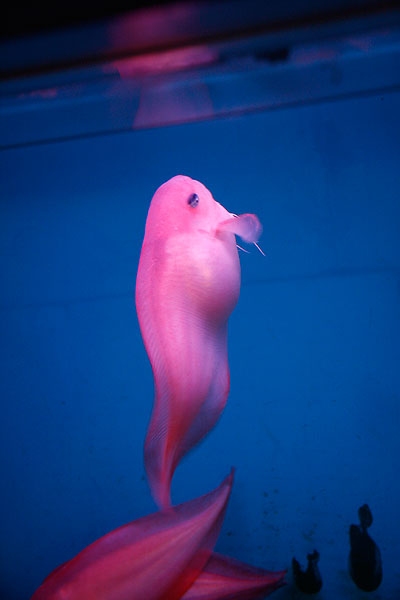 Pink Snailfish รูปร่างหน้าตาประหลาดดี