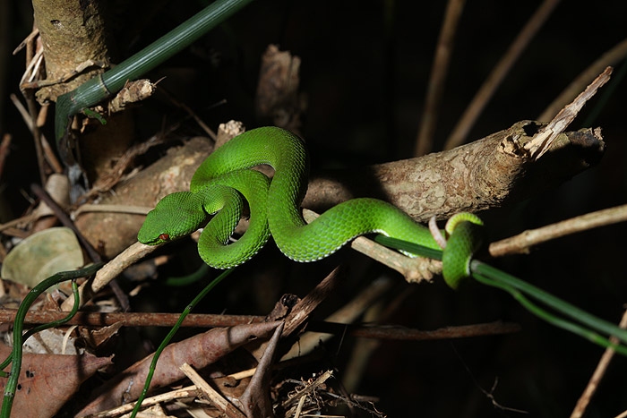 หางไหม้ท้องเขียว ตัวเมีย ตัวเล็ก งู(เป็น)ตัวเดียวของทริป